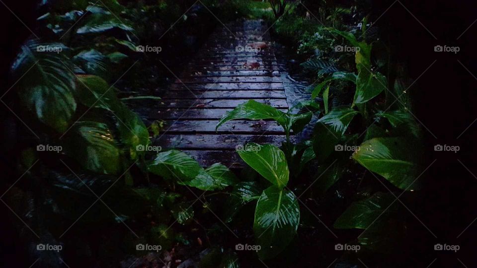 Pathway in overgrowth.