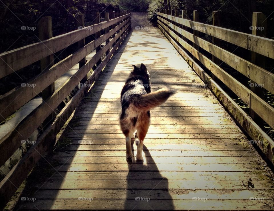 On a walk. Walking with dog across a bridge