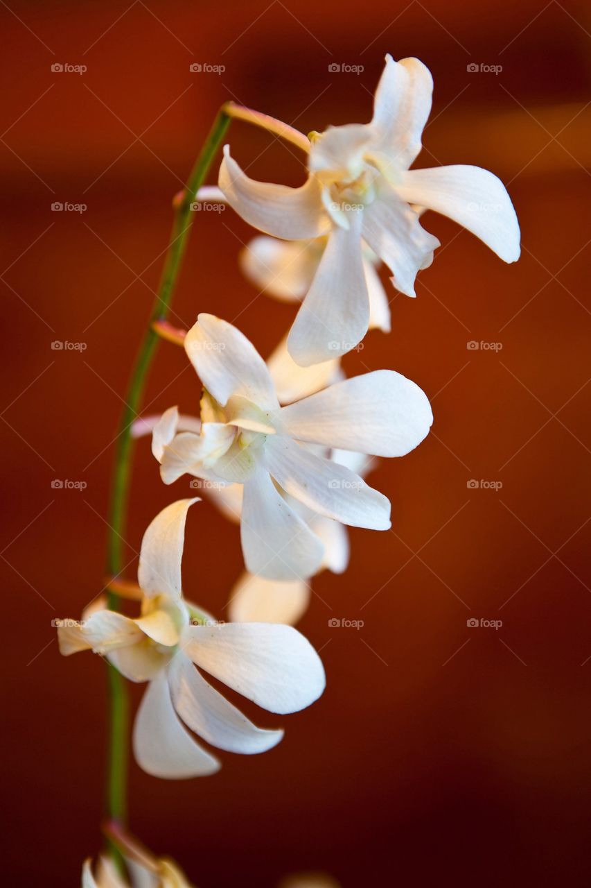 Table Orchid