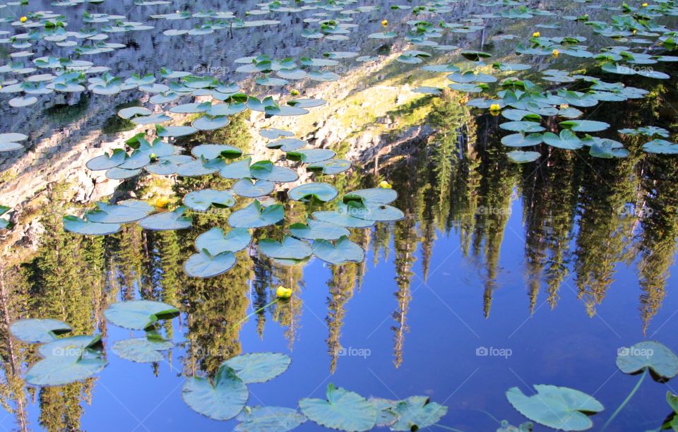 High angle view of water lilies floating on lake