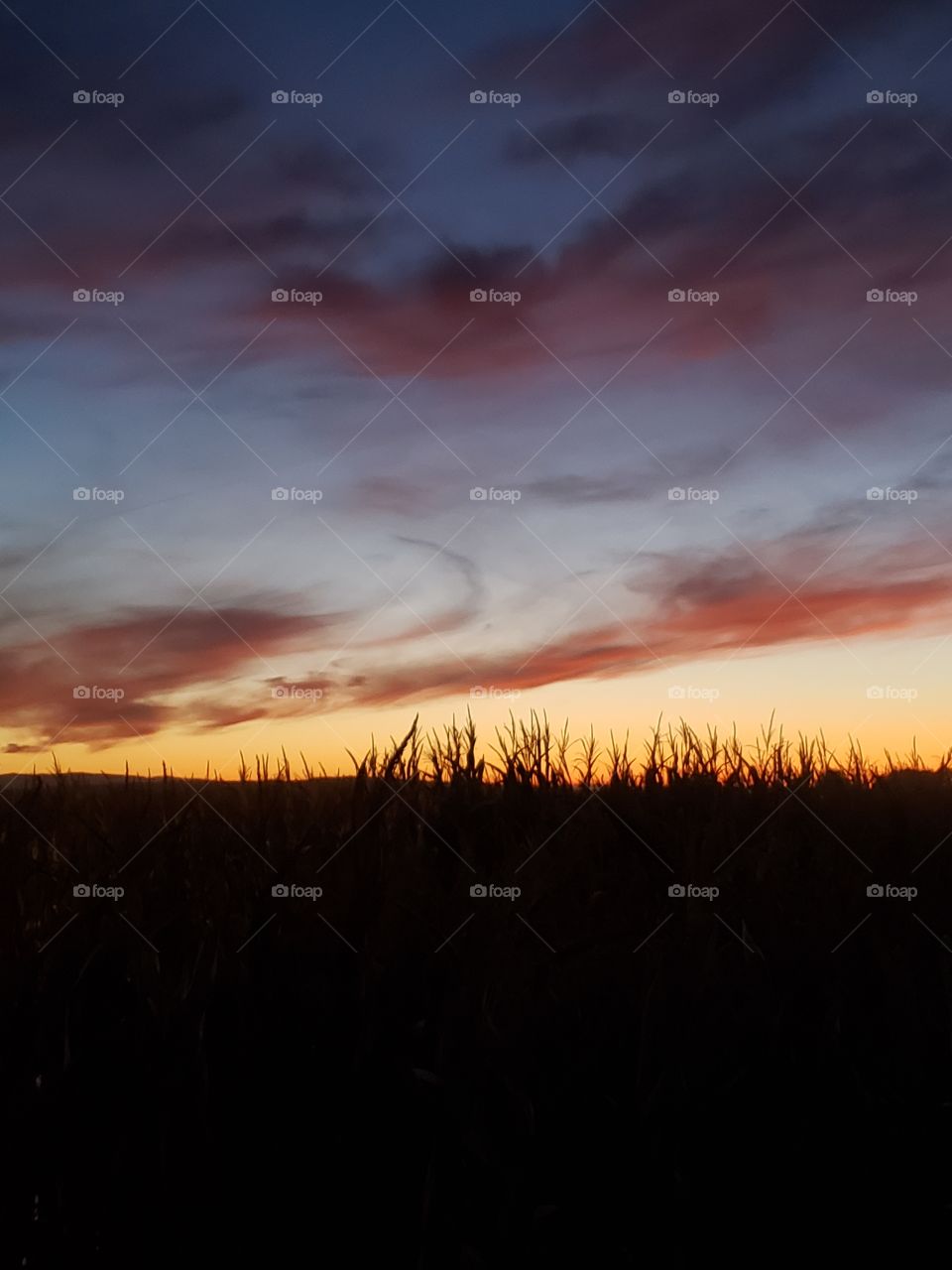 autumn sunset over a cornfield