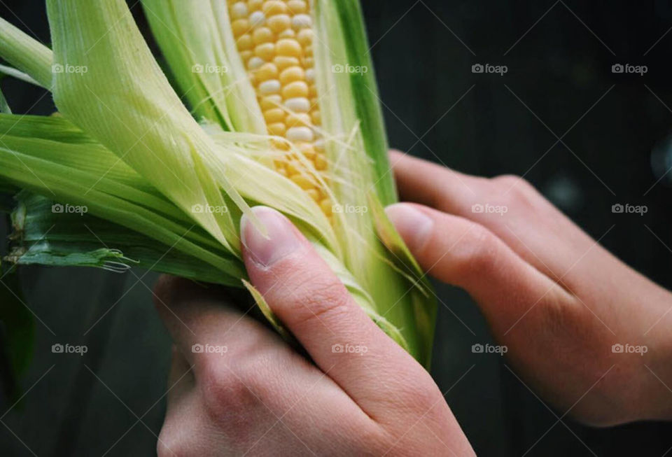 Person peeling off corn cob