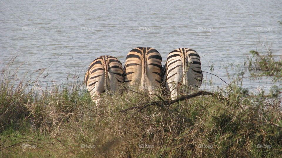 Zebras drinking together