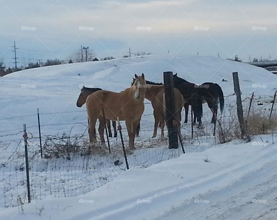 Snow, Winter, Horse, Cavalry, Cold