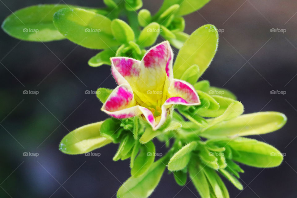 star shaped blooming flower