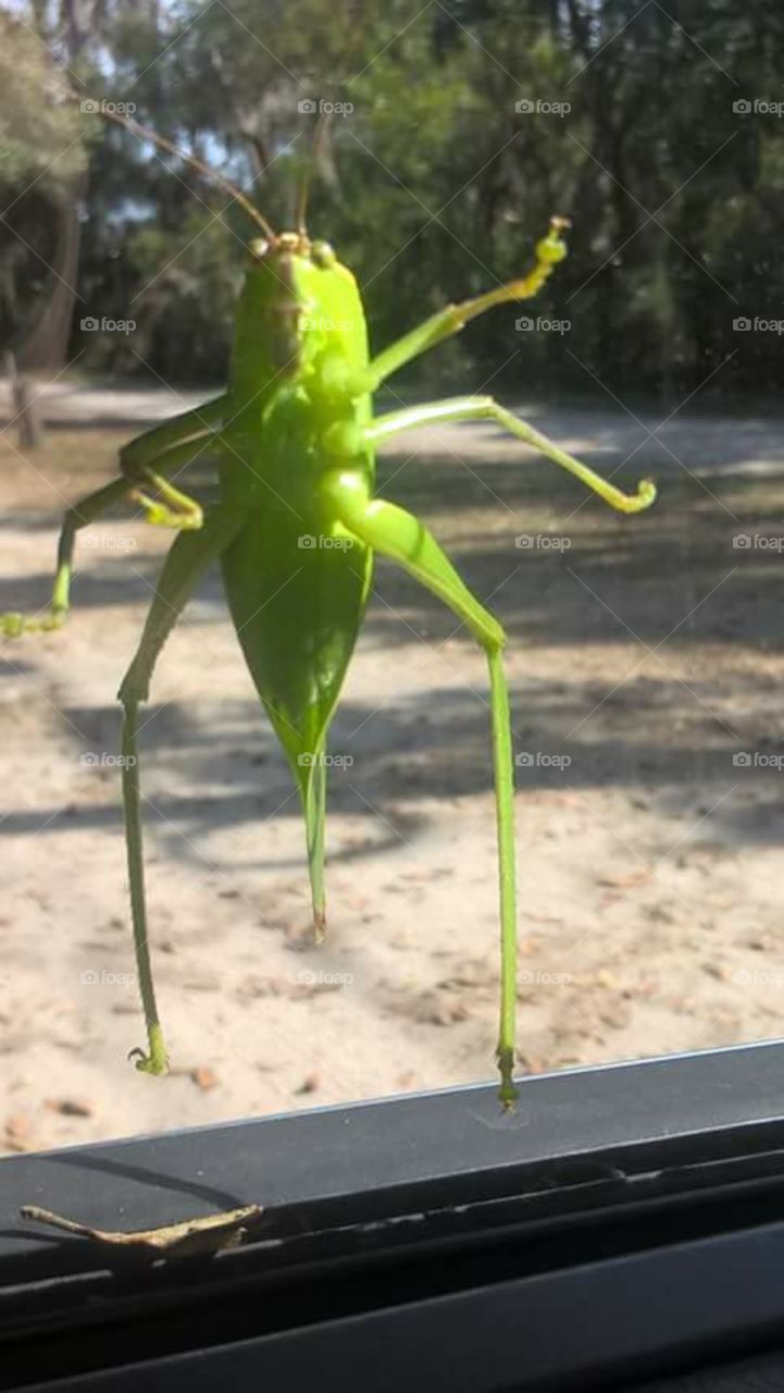 leafbug on car window