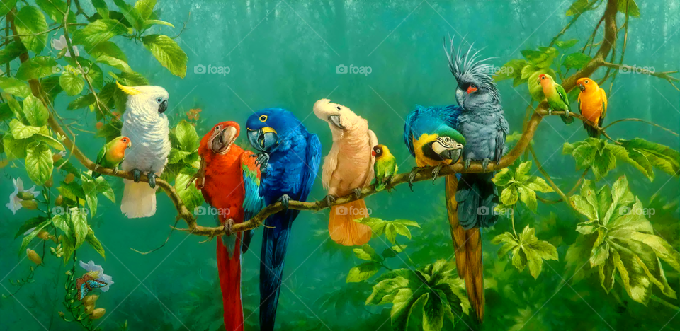 parrots