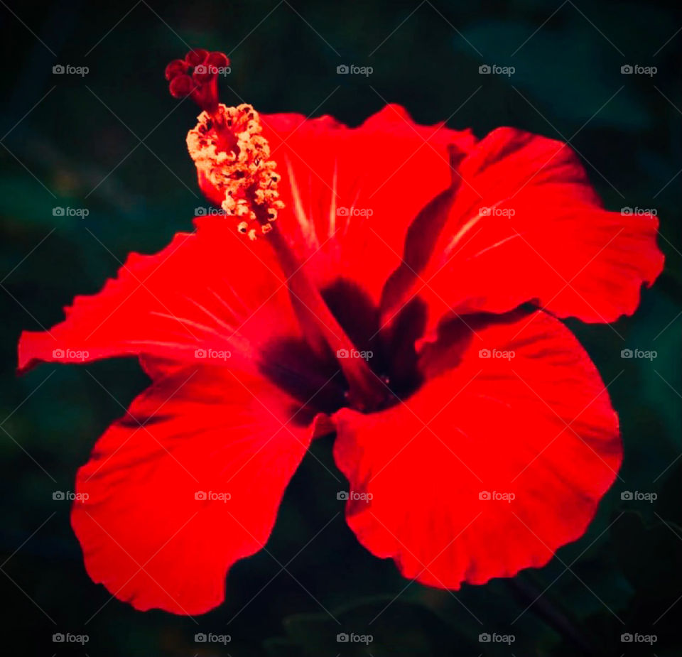 Portrait of a beautiful blooming Red Hibiscus with its soft open soft petals