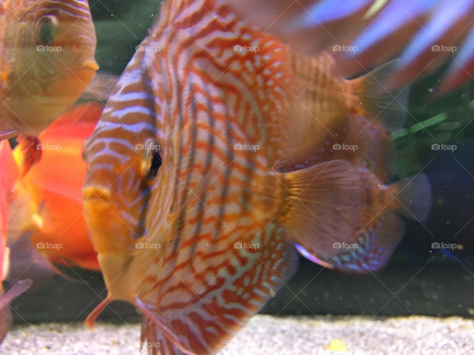 Beautiful fish 