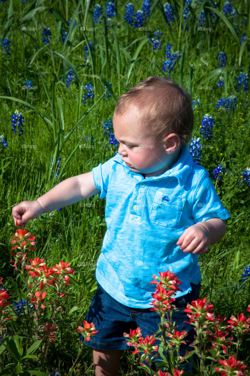 Little boy in Bluebonnets. This is a photograph of a little boy in a field of Bluebonnets.