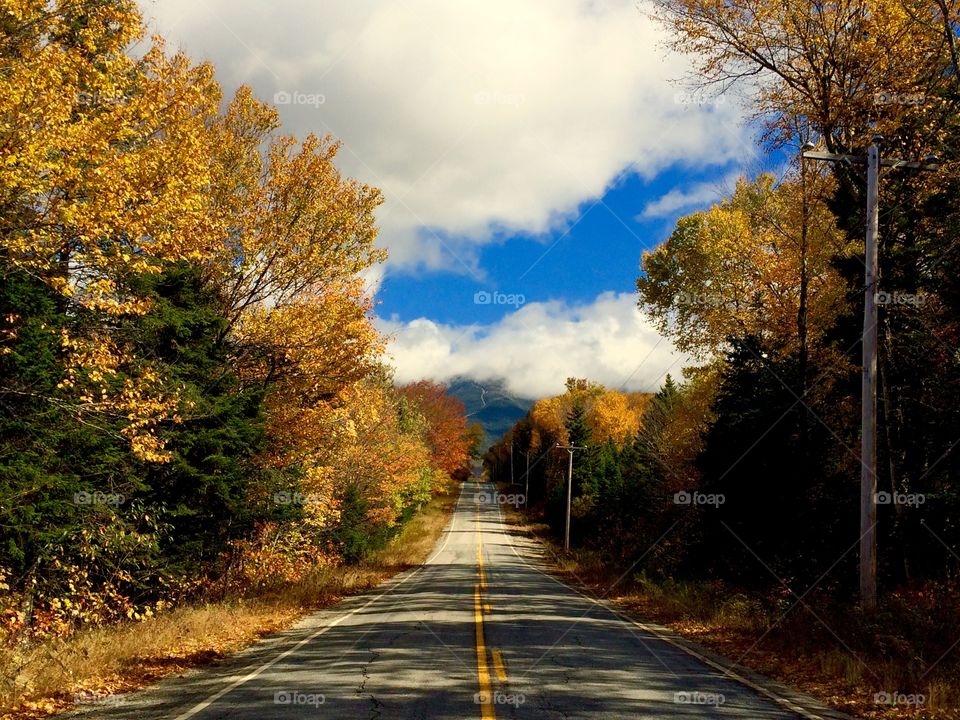 Road passing through the forest