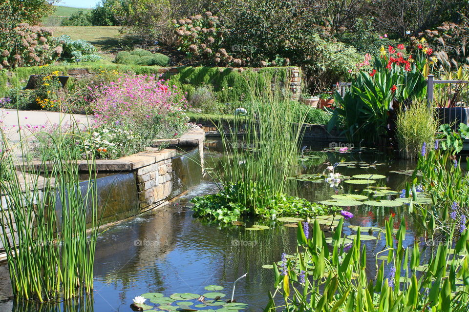 Water Lilies and Flower Garden