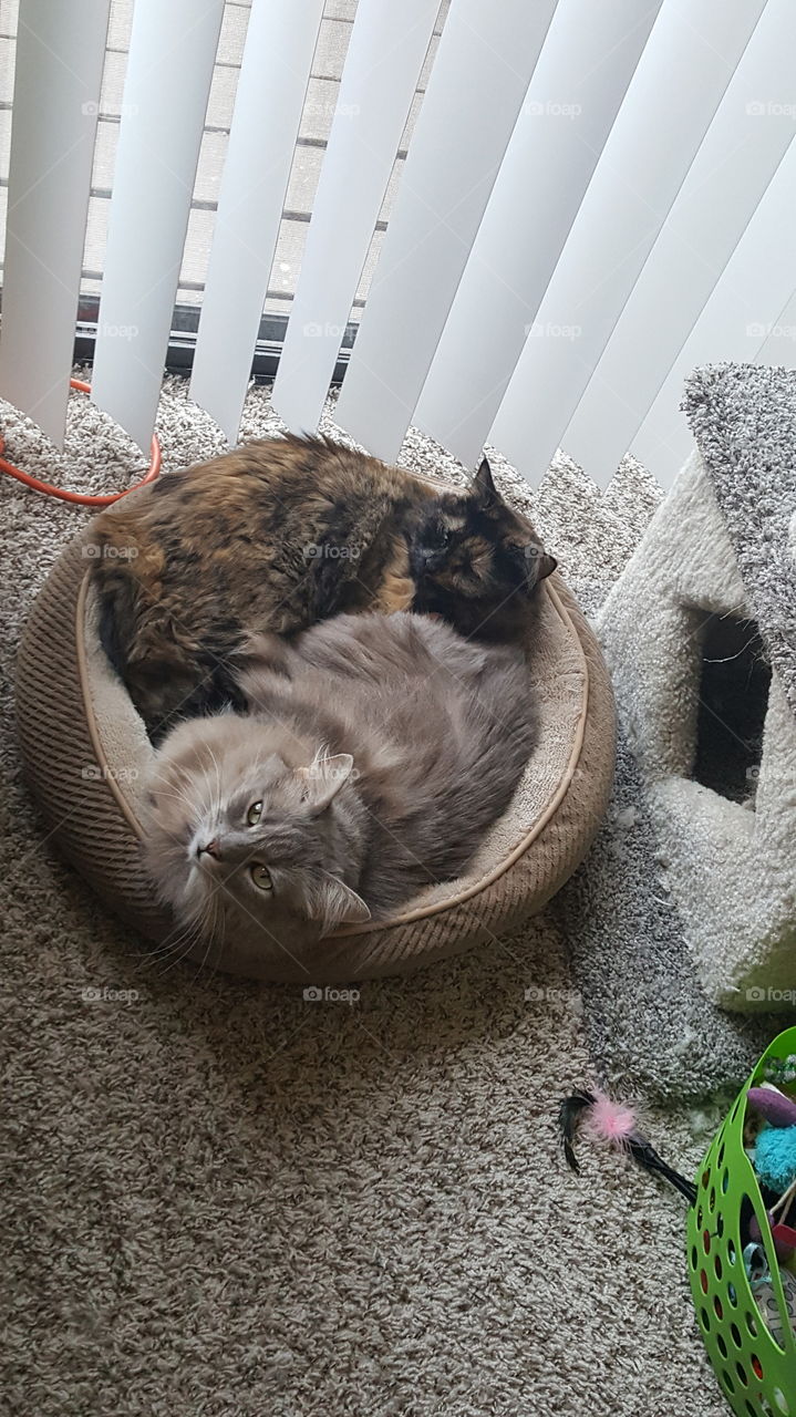 Cuddle kitties