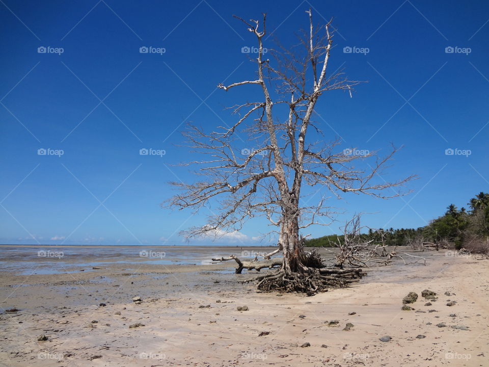 Dried tree over the beach