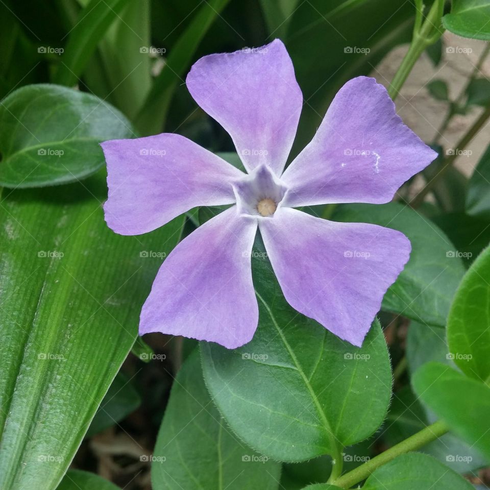 One flower