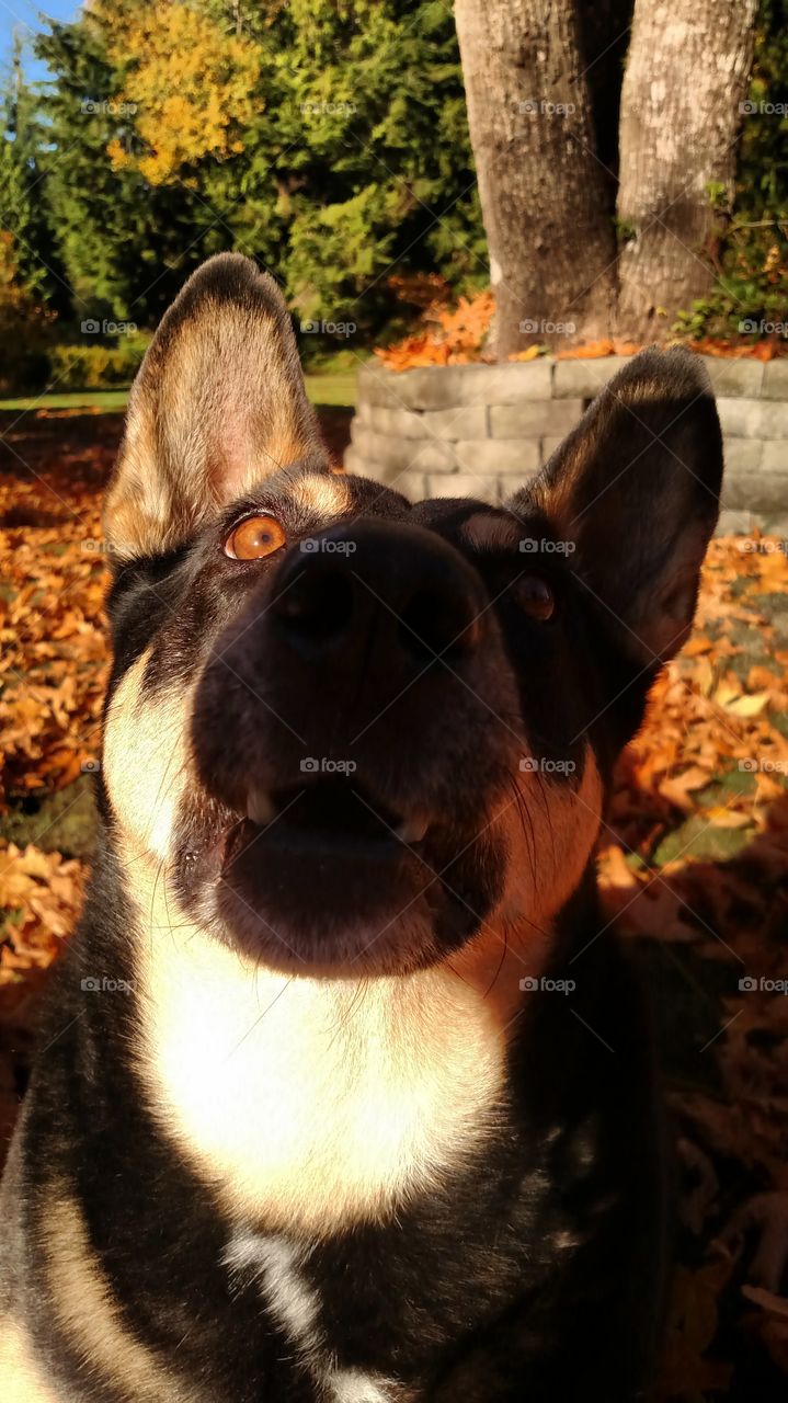 Autumn dog