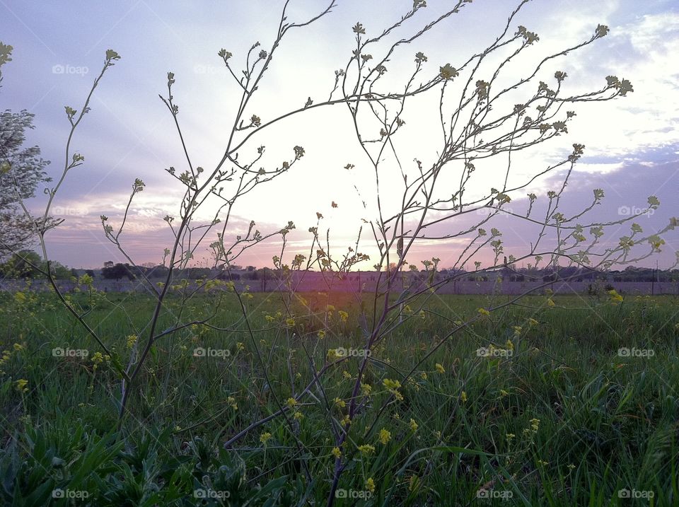 Sunset shot through flowers in a field in Texas. 