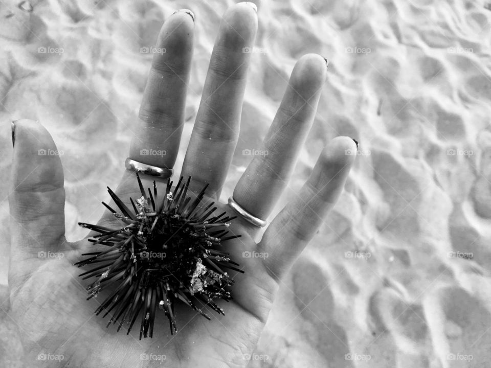 Sea urchin 