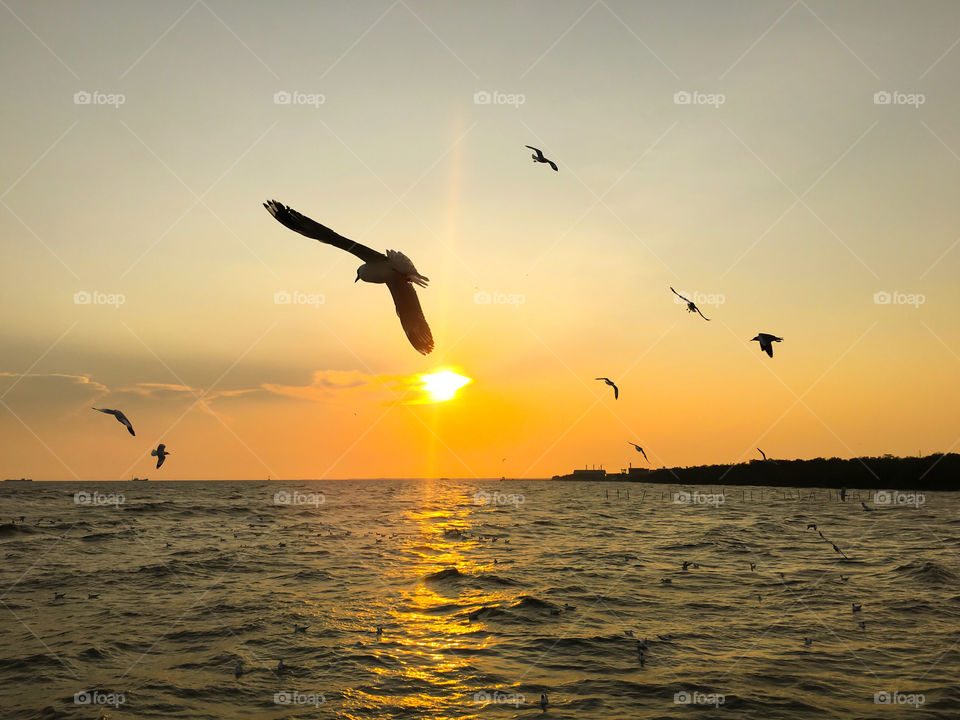 Birds flying during sunset