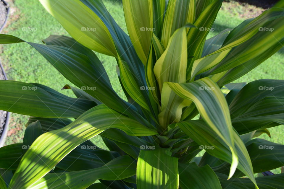 Variegated leaves side view 