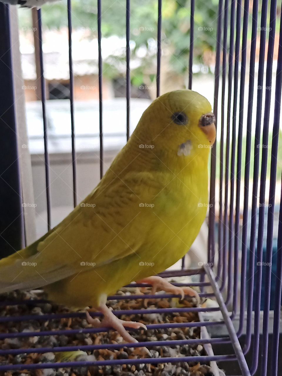 Loro. Lorito australiano. Perico australiano. Pajarito.