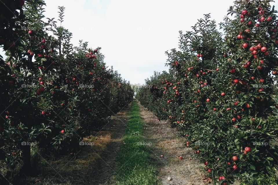 Apple orchard