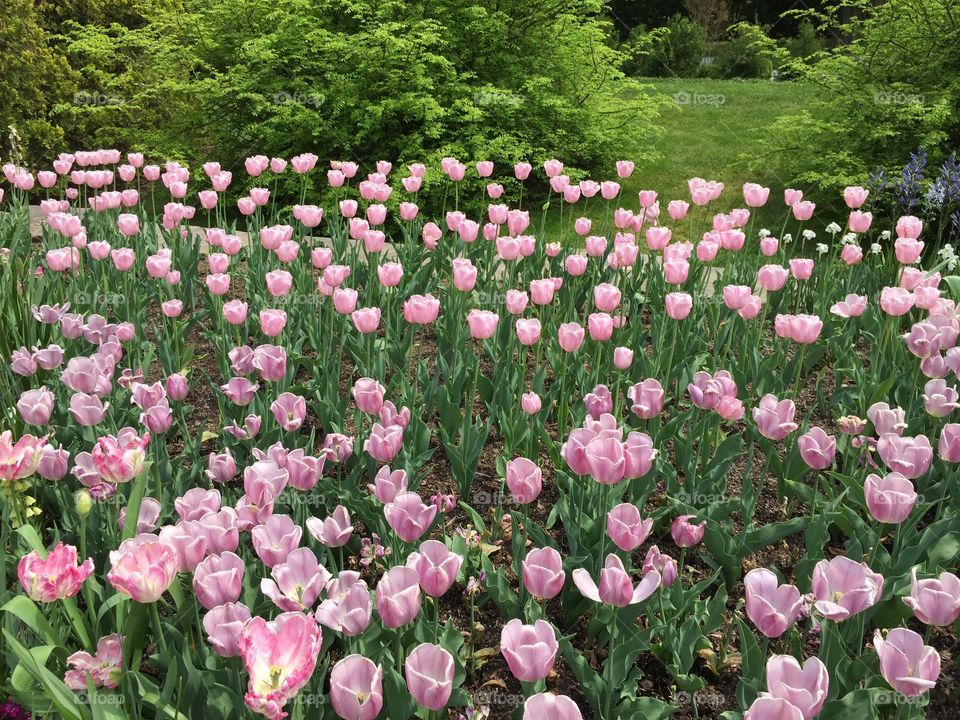 Pink Tulips 