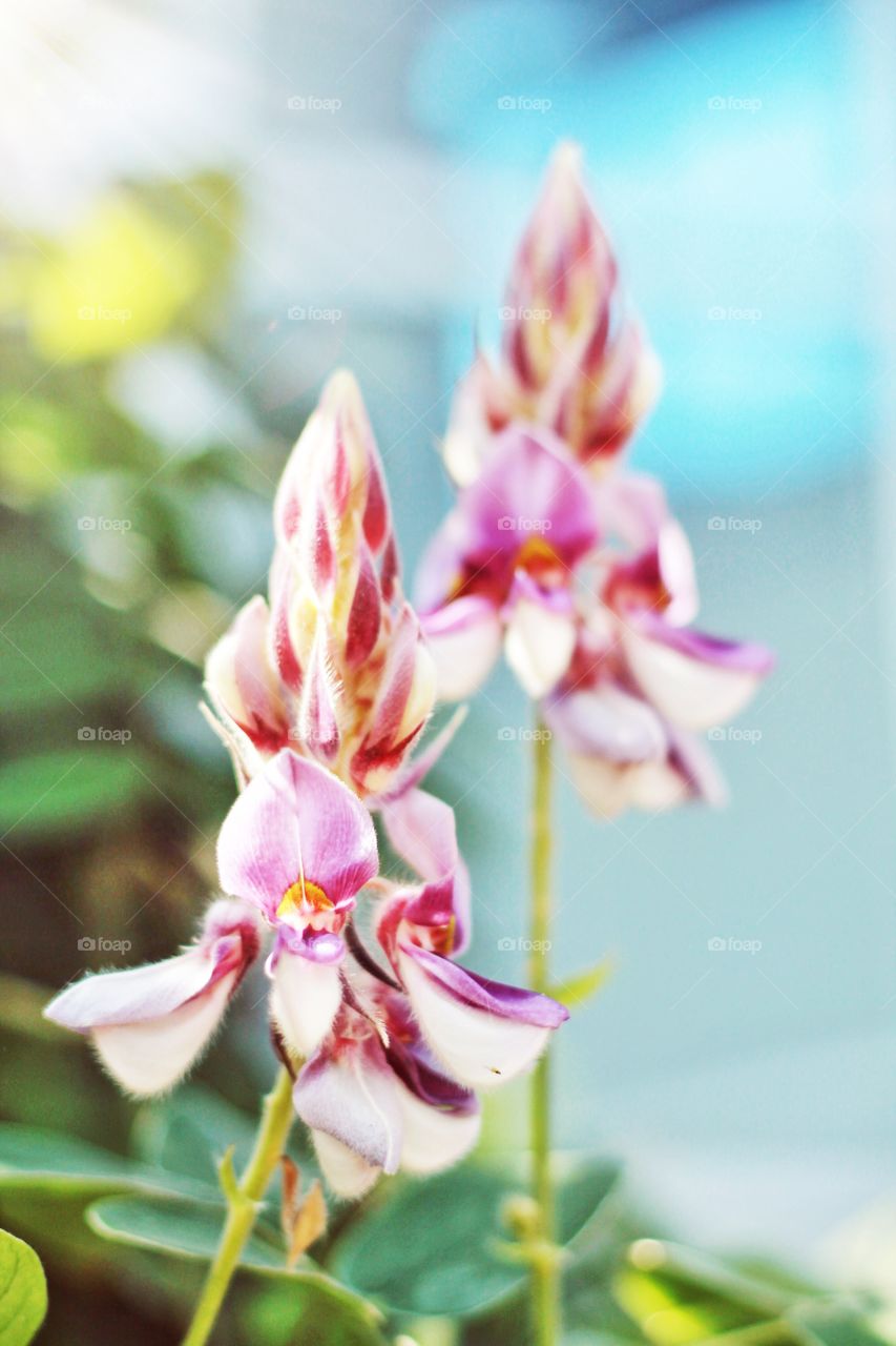 Close up picture of beautiful purple flower, afgekia or Kan Pai Mahidol.