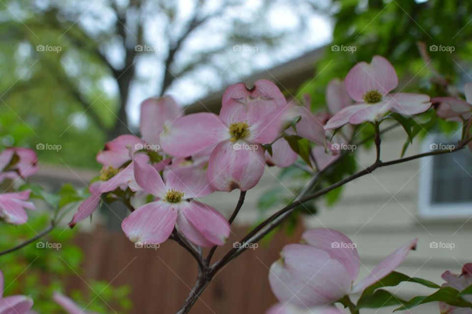 flower leaves tree bokeh