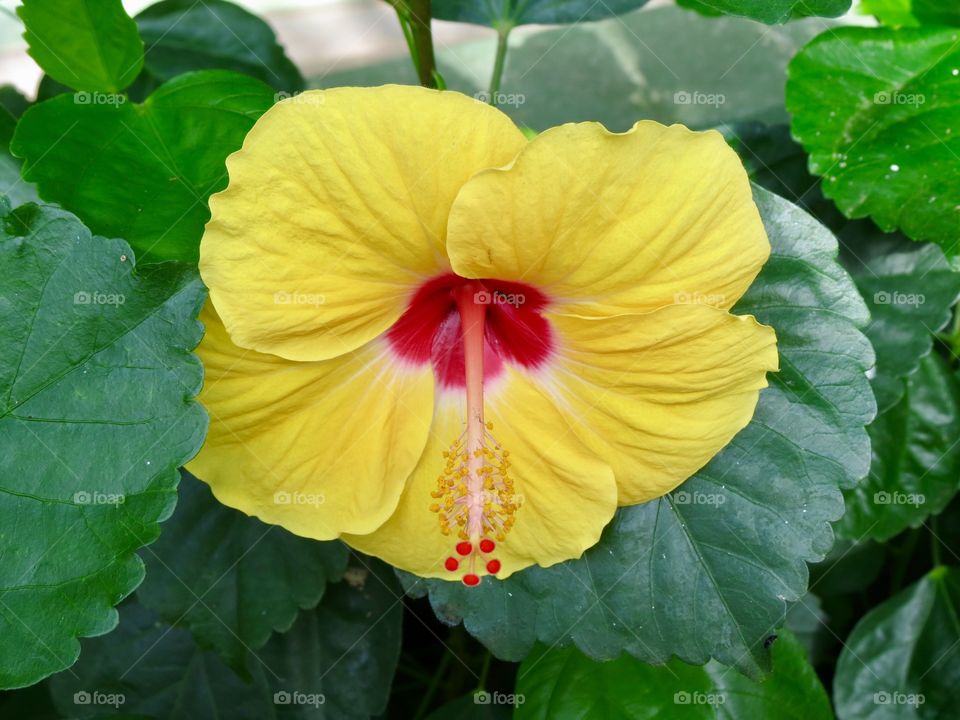 Yellow hibiscus flower