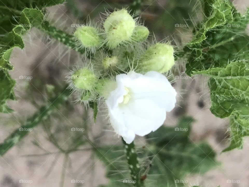 This is bull nettle. Do NOT touch it let it touch you! The tiny spines make you itch and feel like your skin is on fire- beautiful but don’t touch!!