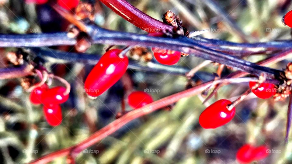 Winter Wild Berries Closeup