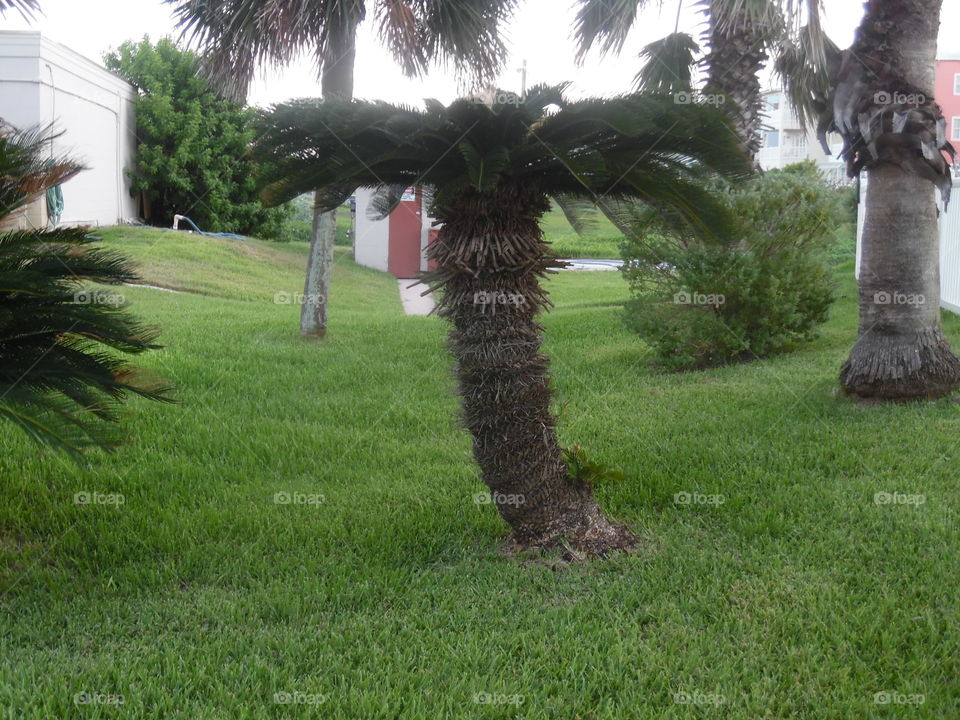 miniature palm 🌴 tree 🎄. This is a picture of a small palm 🌴 tree that I saw while visiting the Gulf of Mexico