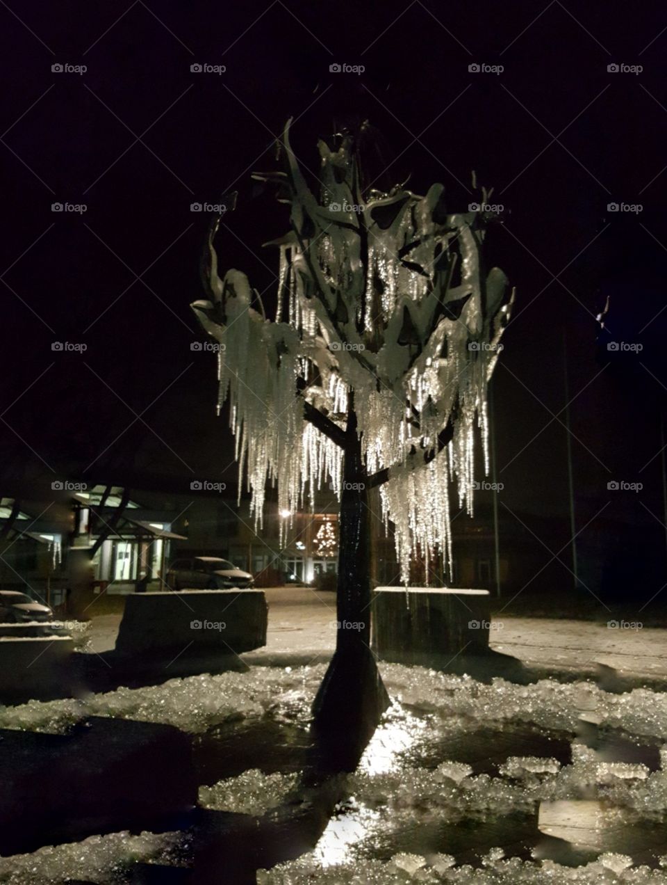 Icetree at the Park