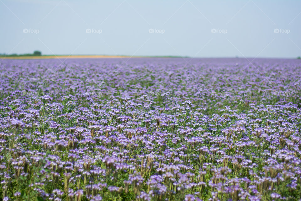 phacelia fields. hige fields of purple flowers of phacelia