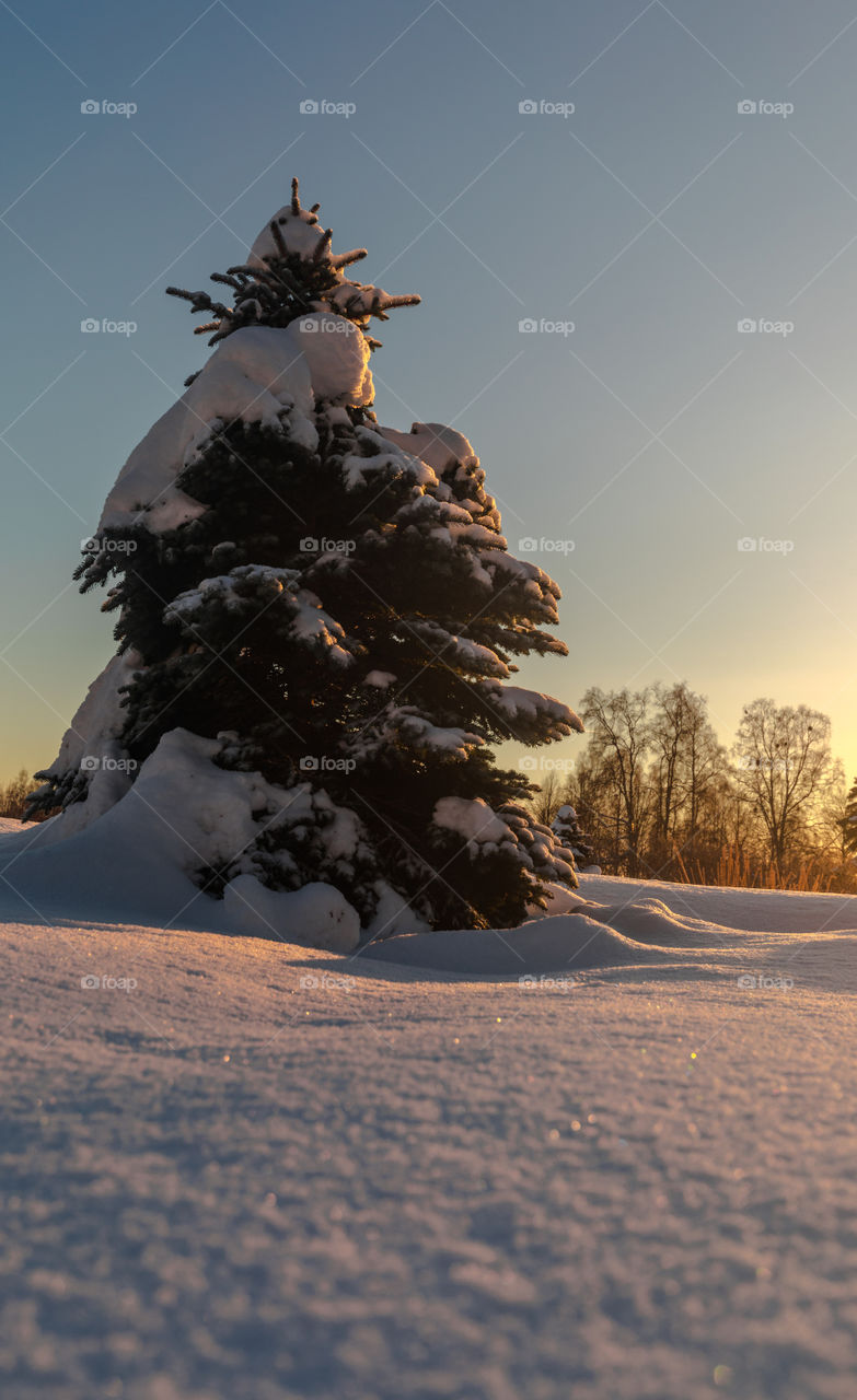 Fir tree winter snow sunset