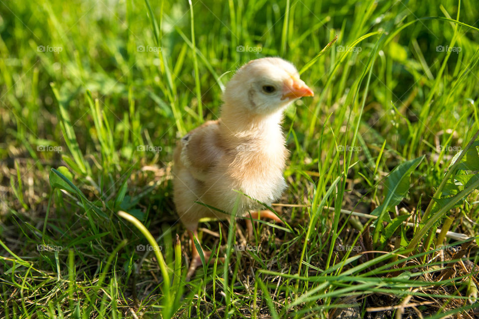 Little chicken on green grass