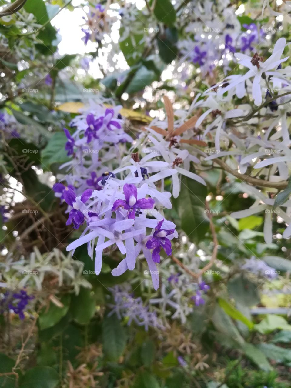 violet flowers