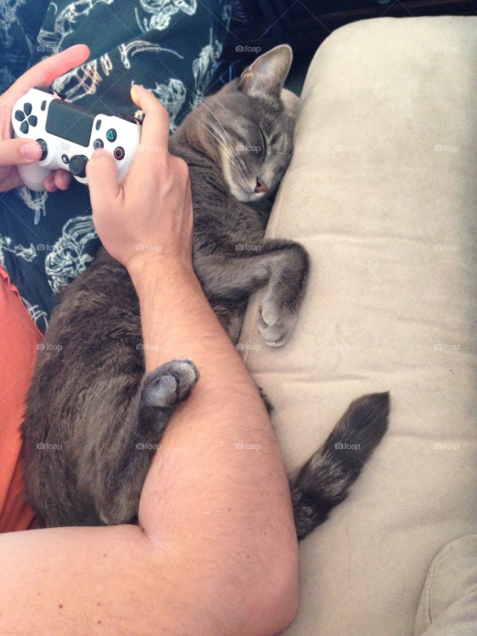 Gaming buddy. Gaming and cats