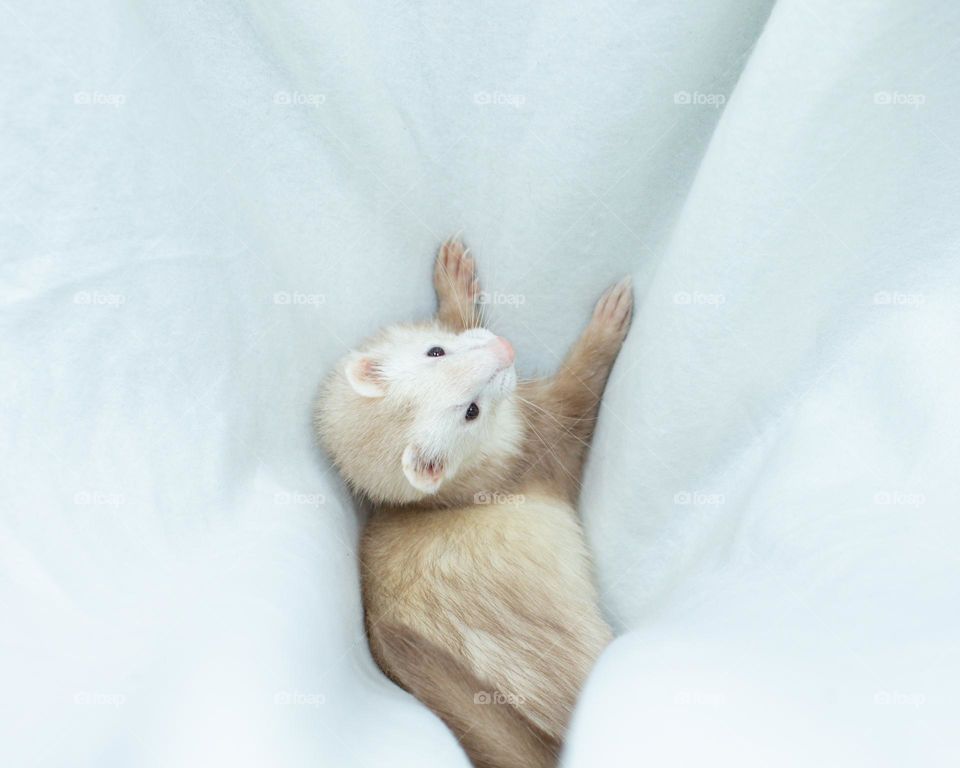 Face faced ferret playing in a white blanket