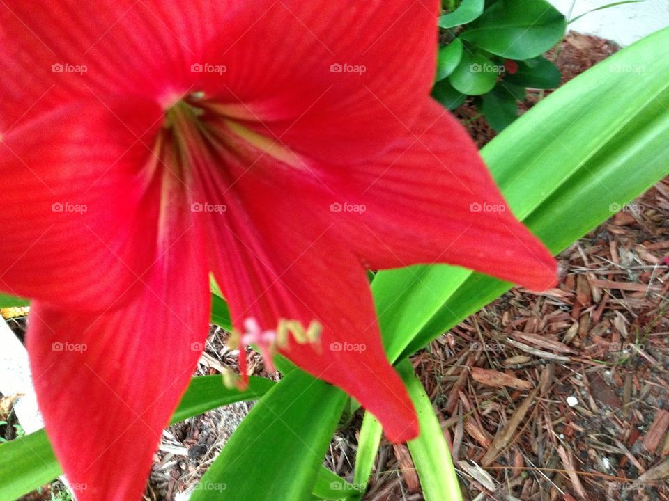 Red lilly