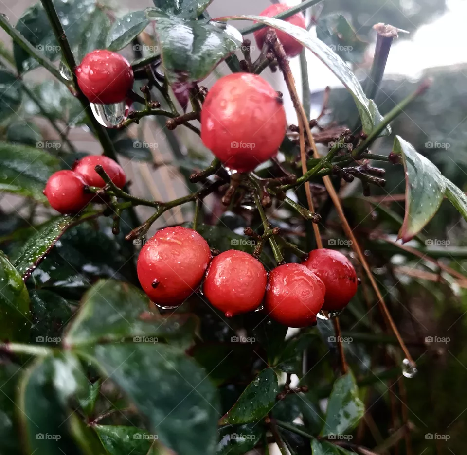 Flora 
