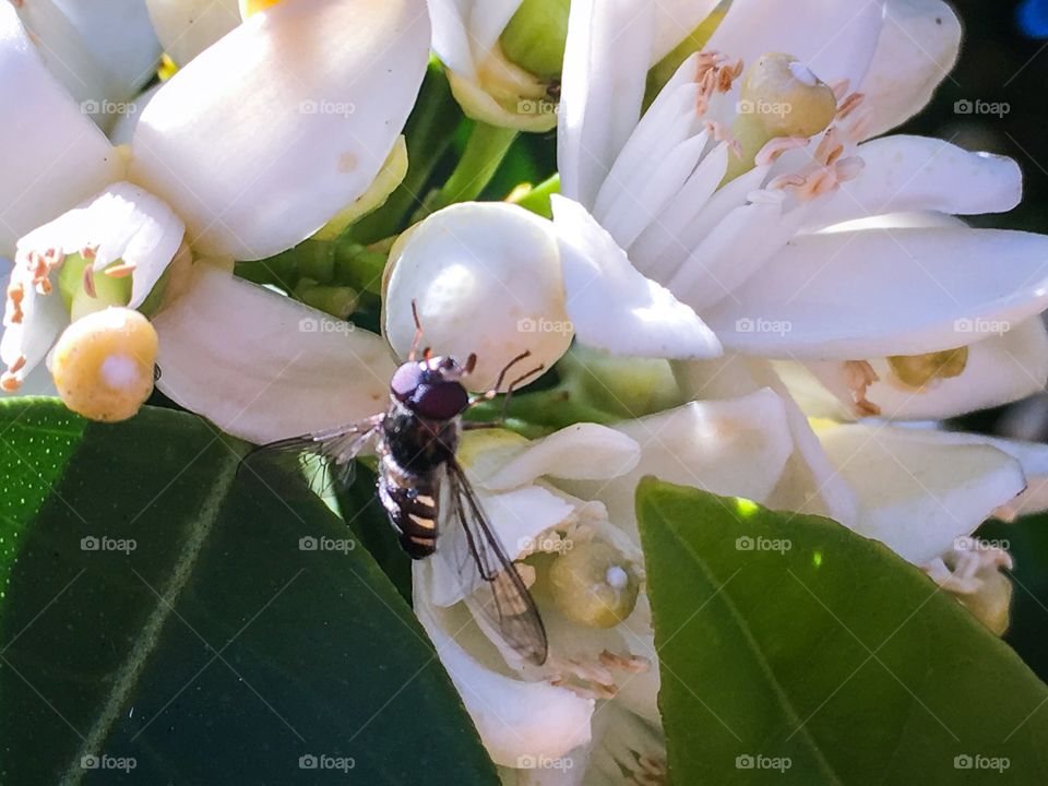 Honey bee on flower