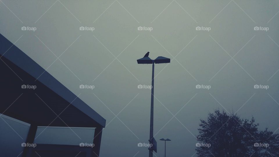 fog with bird
