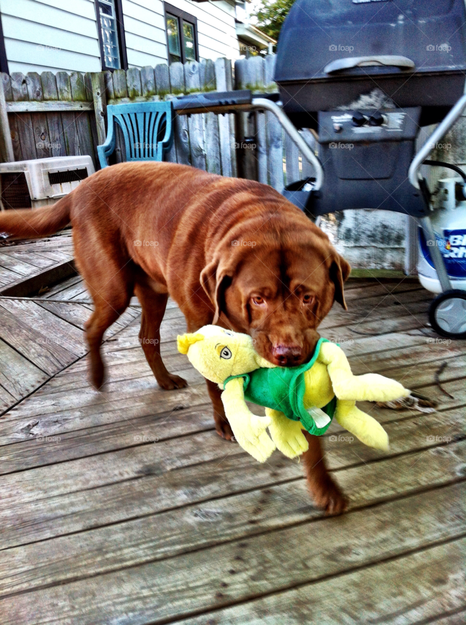 south milwaukee pooch lab by doug414