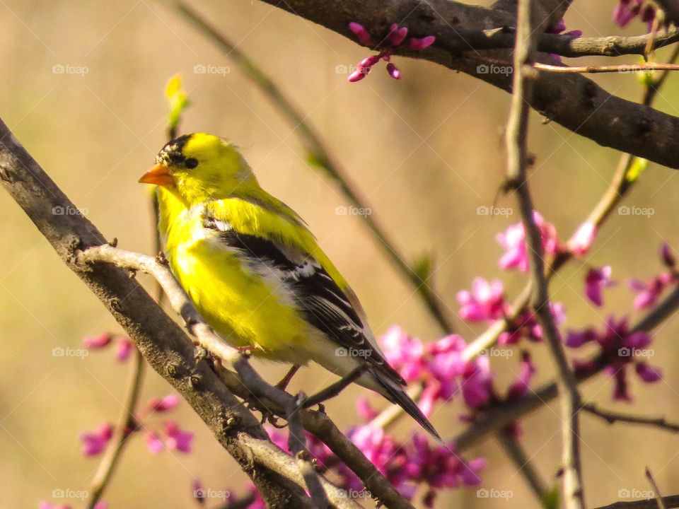 Bird perching on tree