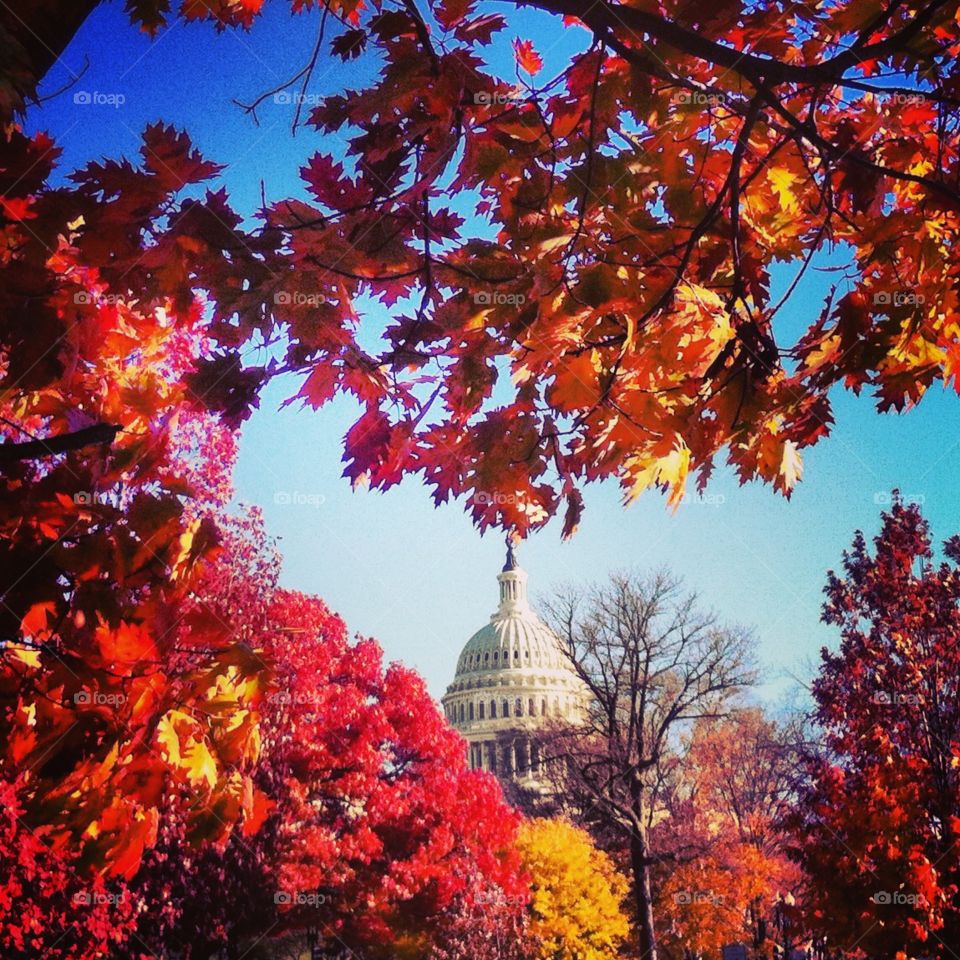 Capitol in fall