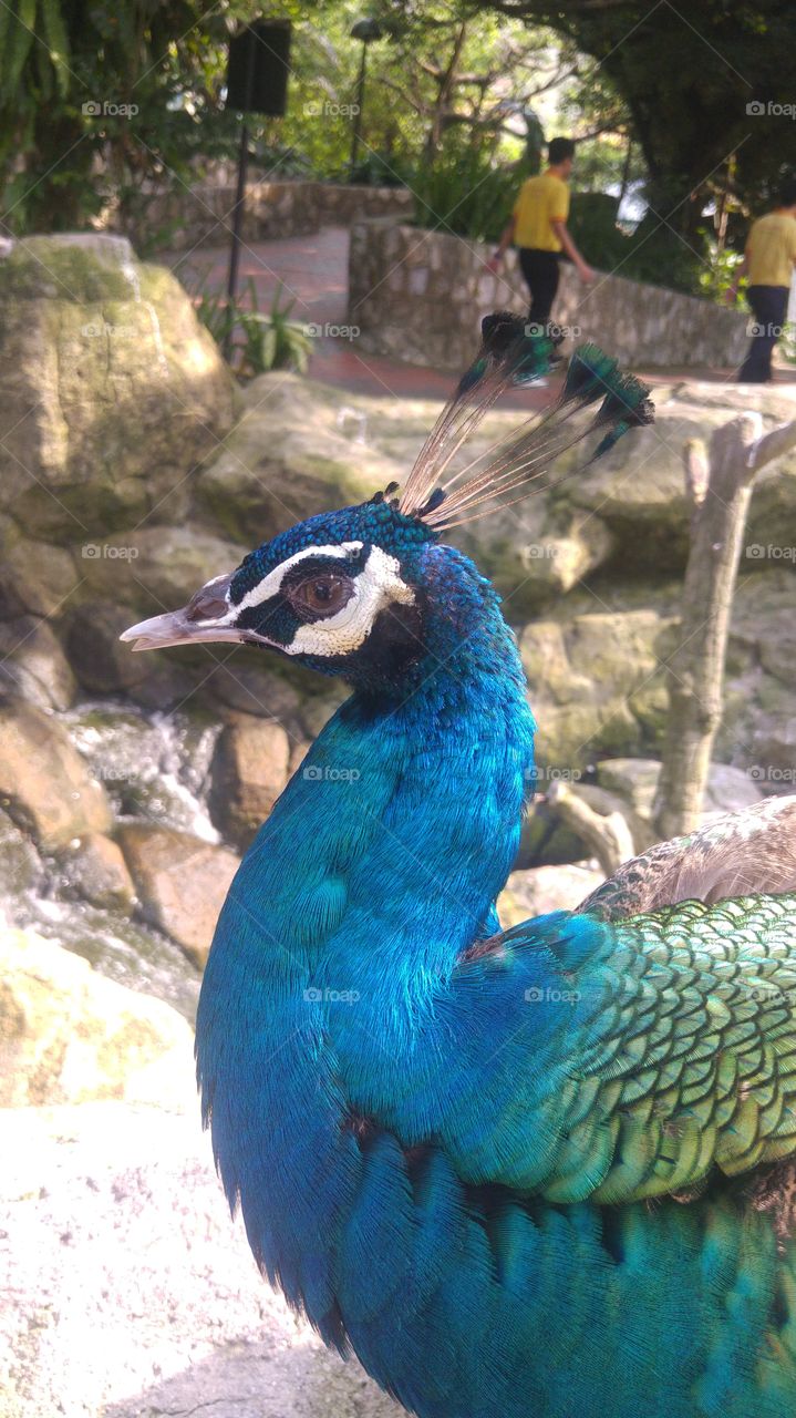 Majestic 4: Peacocks
