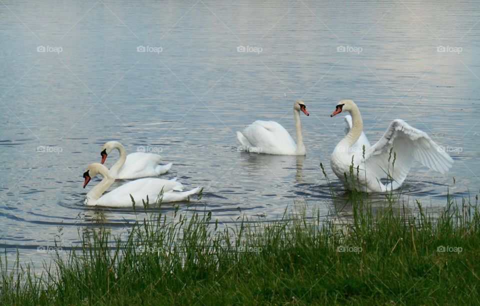 swans on a lake