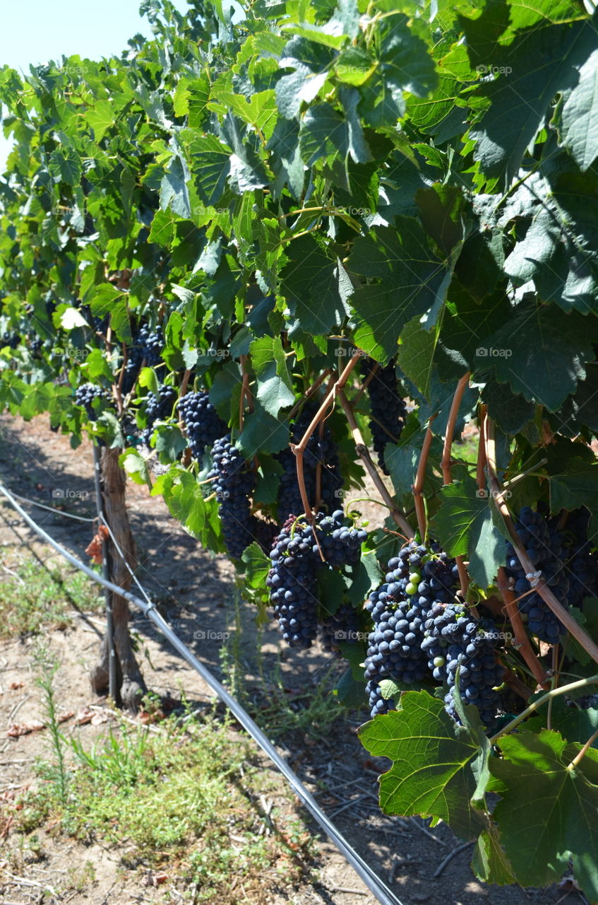 Rows of Grapes. Ripened grapes at Temecula wine country 